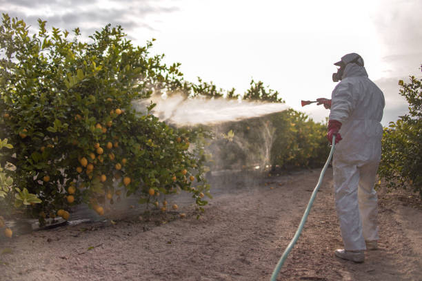 Wasp Removal Services in Rainbow City, AL