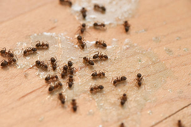 Best Pest Control for Homes  in Rainbow City, AL
