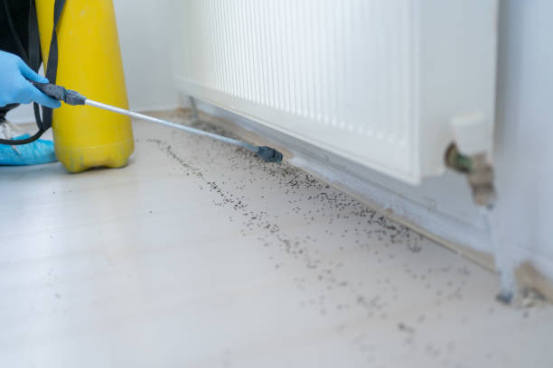 Best Flea Control Services  in Rainbow City, AL