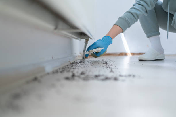 Trusted Rainbow City, AL Pest Control Experts